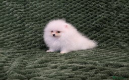 Pomeranian dogs for sale: Gorgeous Teddy bear Pomeranian puppies  - Image 9