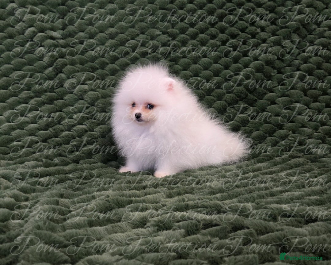 Pomeranian dogs for sale: Gorgeous Teddy bear Pomeranian puppies  - Image 9