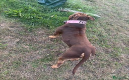 American Bully dogs for sale: ABCK pocket bully  - Image 4