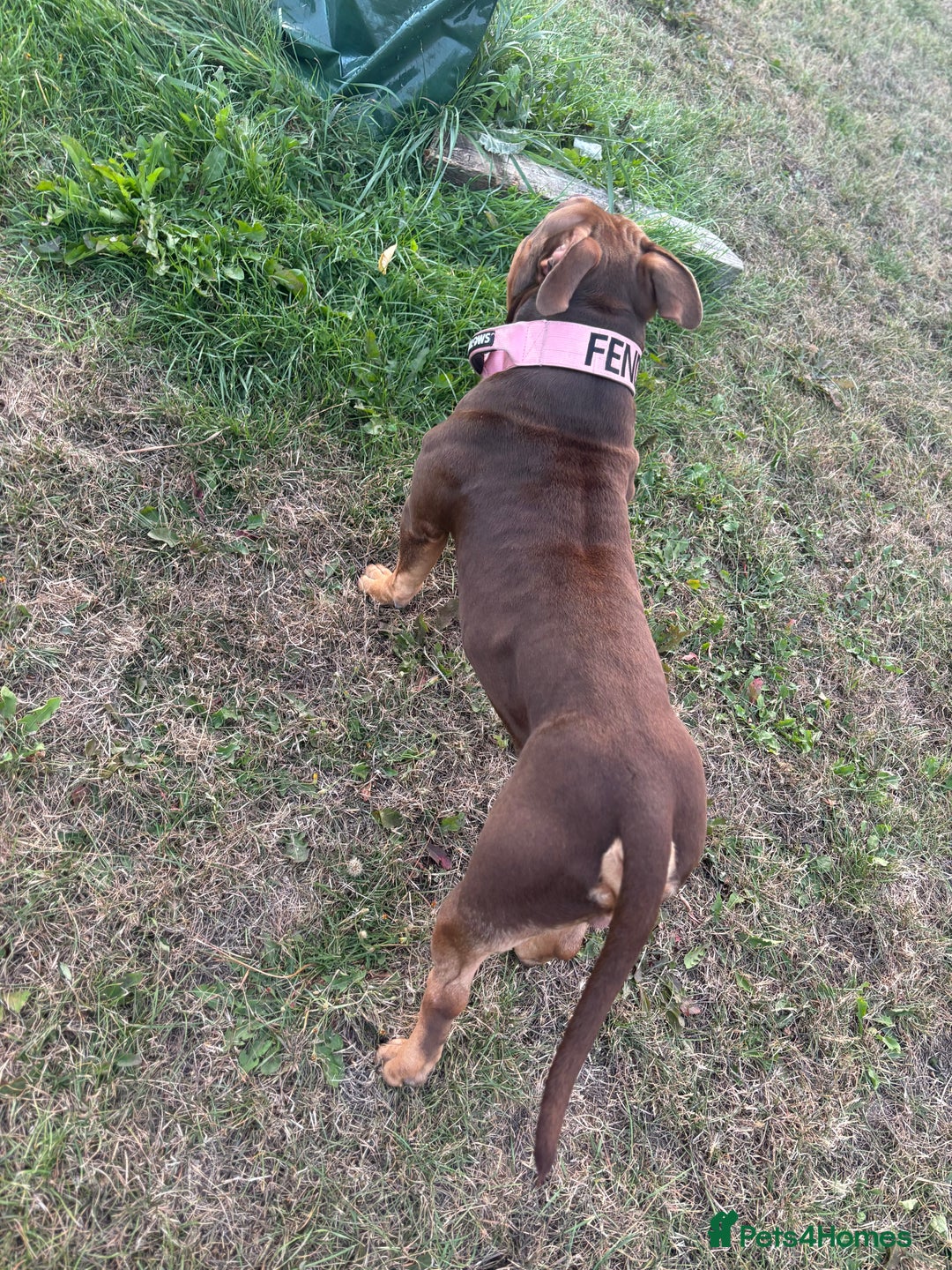 American Bully dogs for sale: ABCK pocket bully  - Image 4