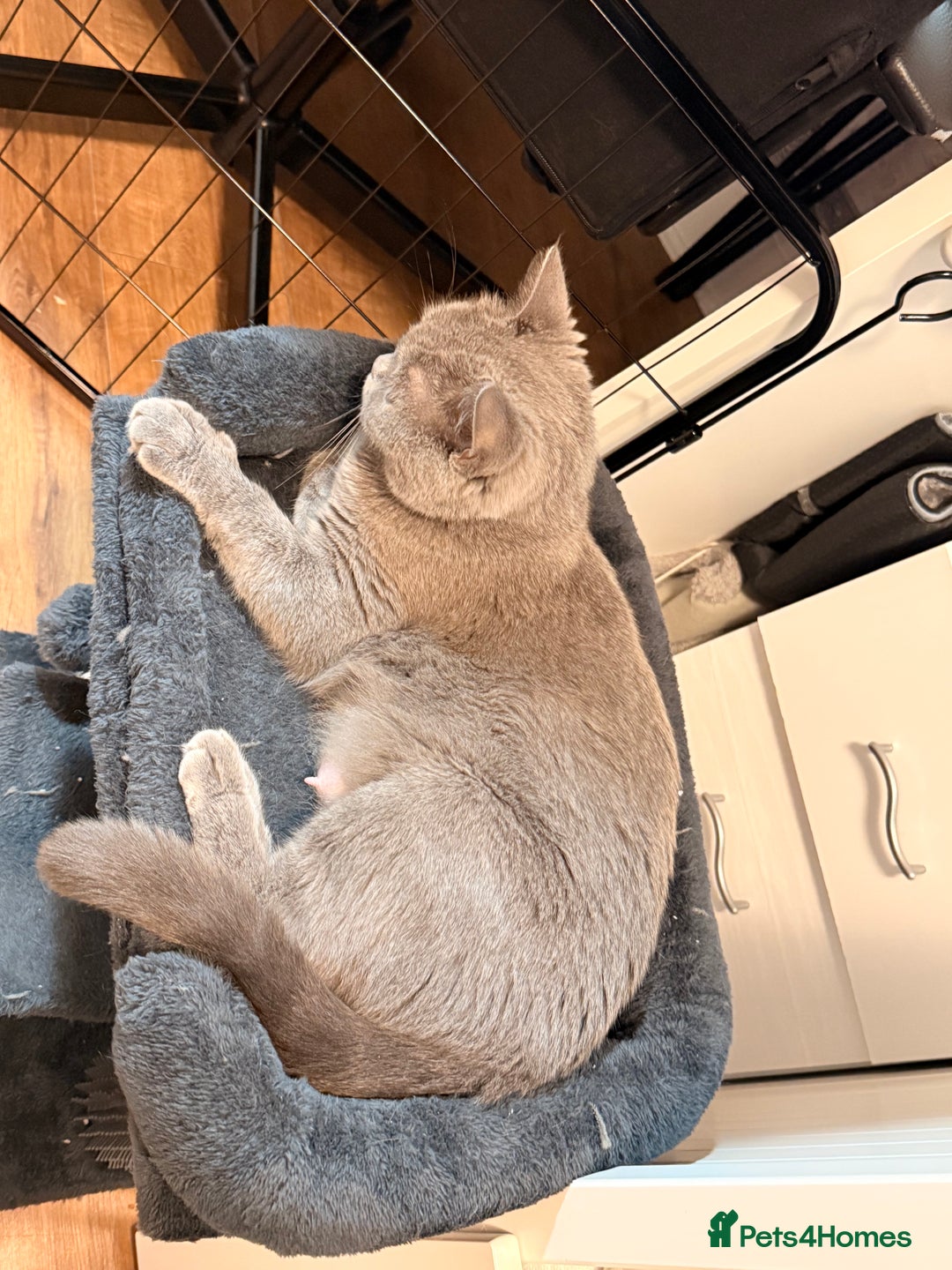 Scottish Fold cats for sale: Scottish Fold&British Shorthair.Vaccinated&Ready - Advert 22