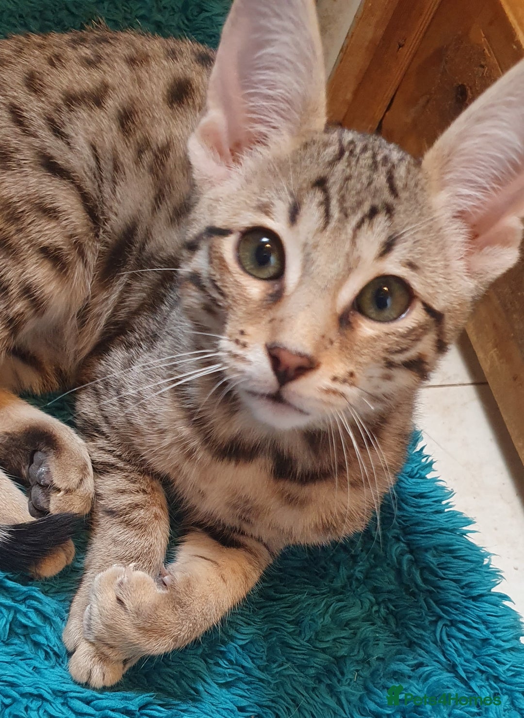 Savannah cats for sale: Fabulous F5 SBT Savannah Kittens! - Image 2