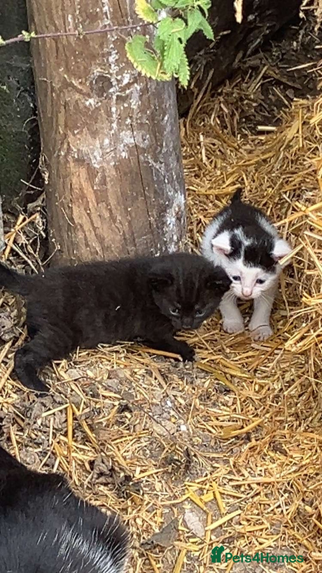 British Shorthair cats for sale: Farm kittens looking for a forever home - Image 4