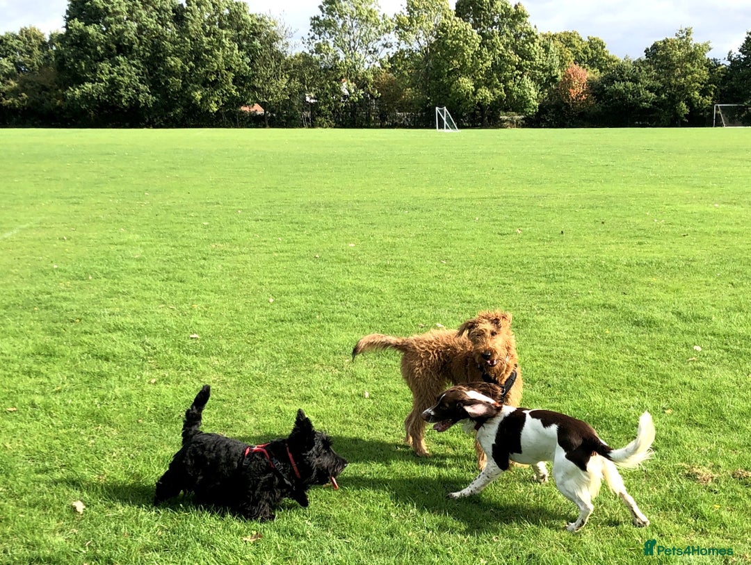 Irish Terrier dogs for sale: Irish Terrier pups expected early December  - Image 18