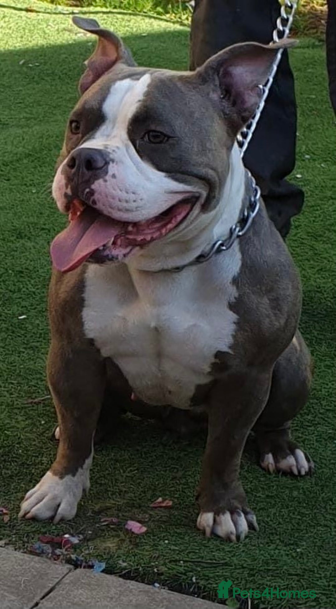 Mixed Breed dogs for sale: Staffies X pocket bully’s  - Image 6