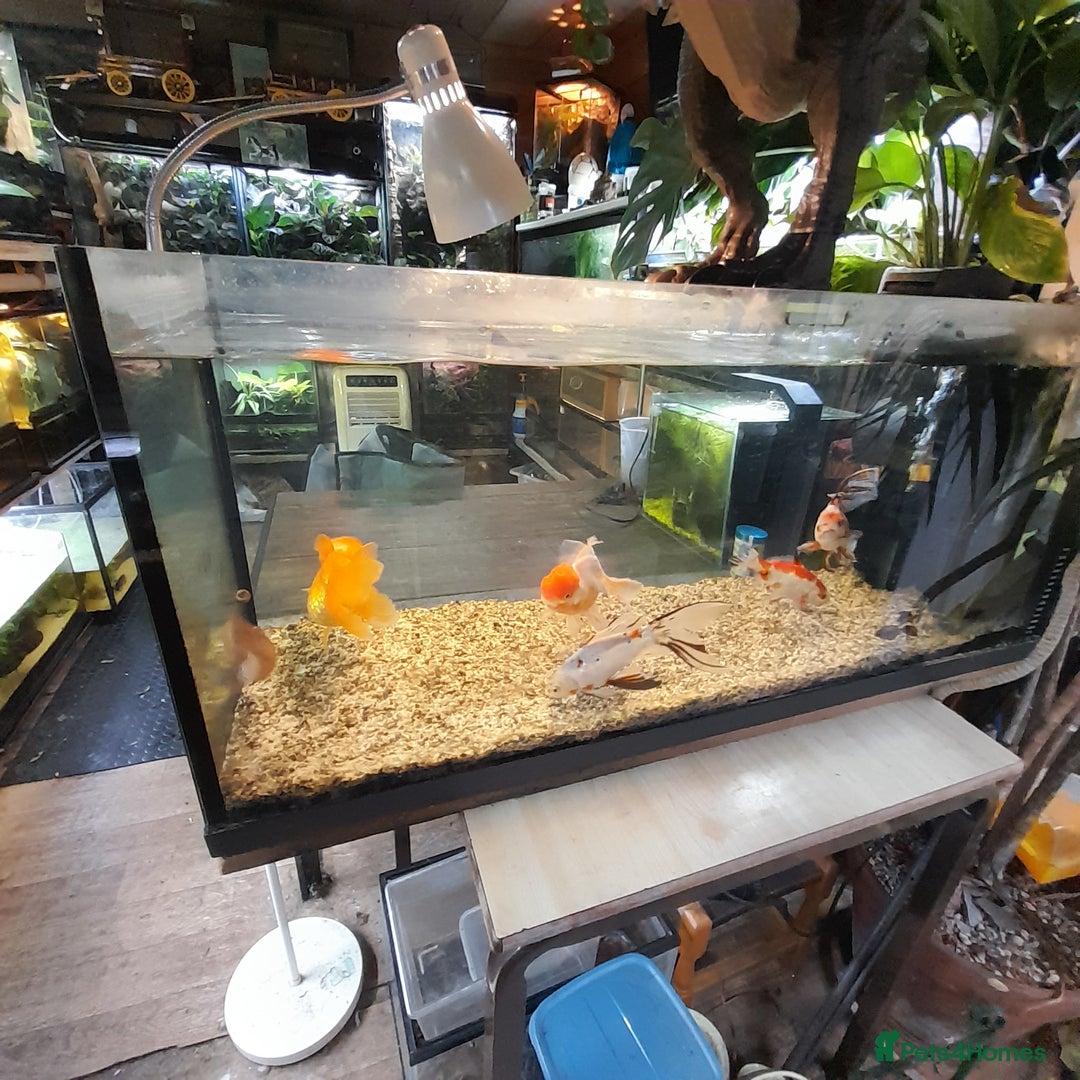 Fancy Goldfish fish for sale: Orienmetal gold fish  - Image 8