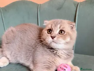 Scottish Fold cats Pedigree Adorable Scottish Fold Kittens - Advert 3