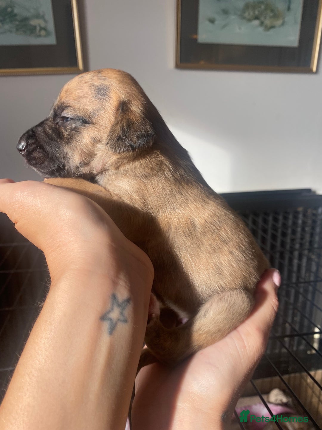 Mixed Breed dogs for sale: Bedlington Whippet cross puppies - Image 8