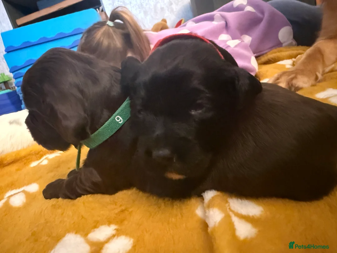 Cocker Spaniel dogs for sale: 🐶🐾 Exceptional Working Cocker Spaniel Puppies 🐾 - Advert 16