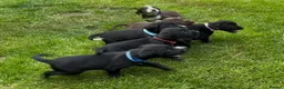 Cockerdor dogs for sale: Working Cockador Pups chocolate black white  - Advert 2