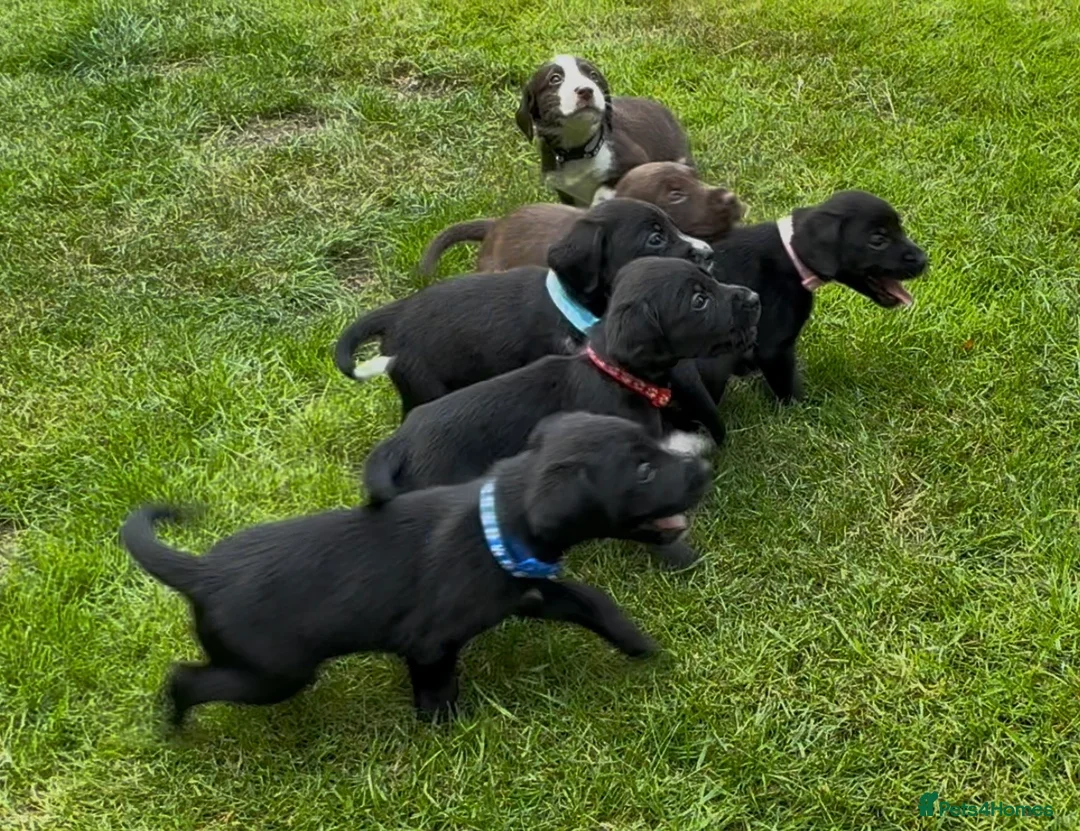 Cockerdor dogs for sale: Working Cockador Pups chocolate black white  - Advert 2