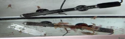 Frog reptiles for sale: African clawed froglets - Advert 4