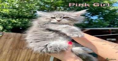 Maine Coon cats - Advert 12