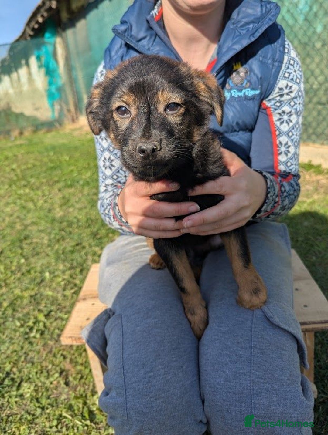 Mixed Breed dogs for adoption: (A pinch of)Parsley!  - Advert 8