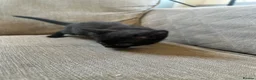Mixed Breed cats for sale: 4 kittens  in Clacton-on-Sea - Advert 8