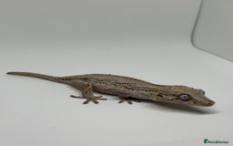 Gecko reptiles for sale: Gargoyle Geckos  - Image 5