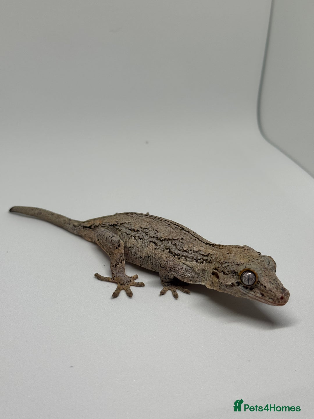 Gecko reptiles for sale: Gargoyle Geckos  - Image 5