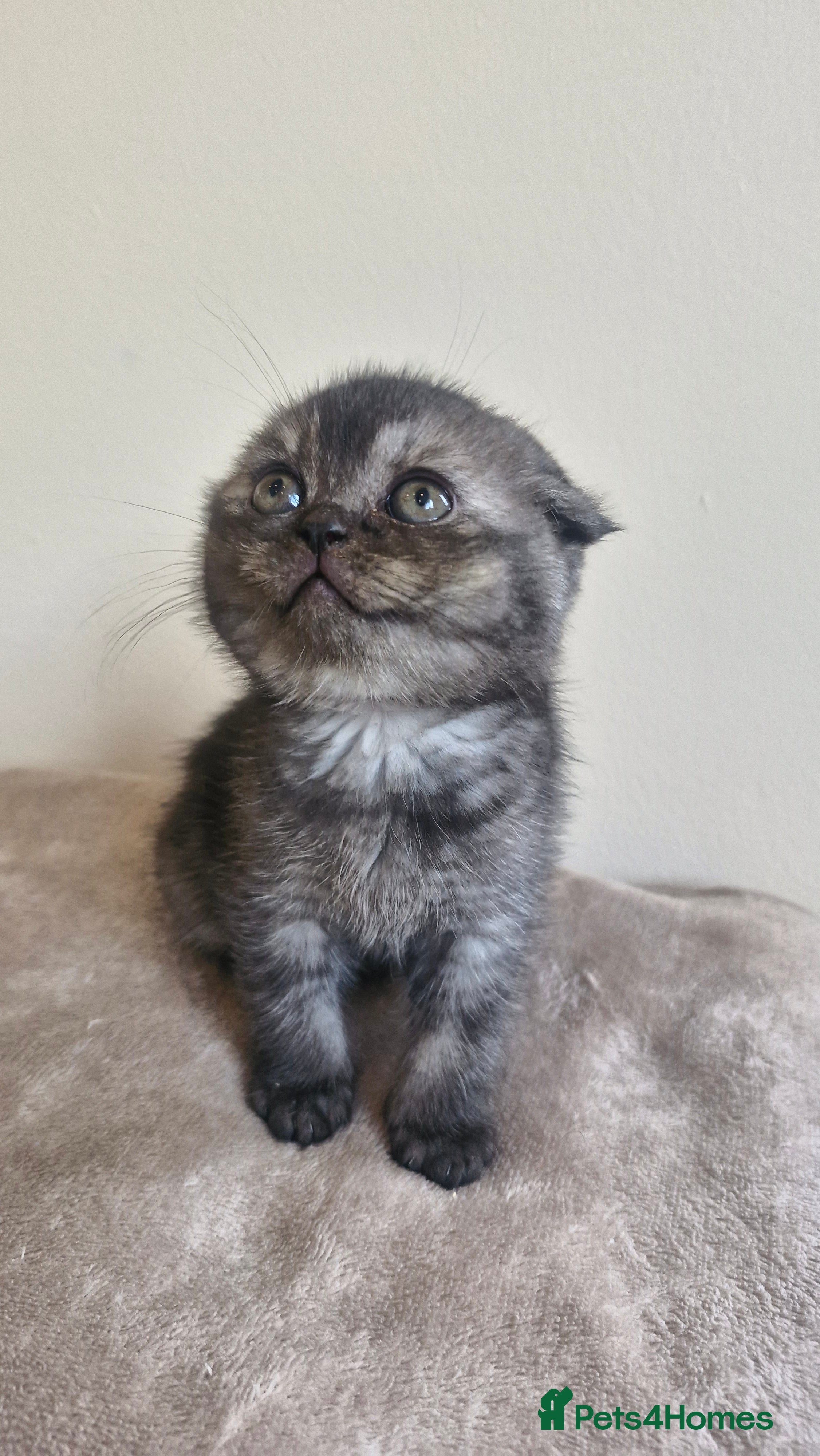 Scottish Fold cats Scottish Fold Kittens – Home Raised, Ready Soon 🐾 - Advert 6
