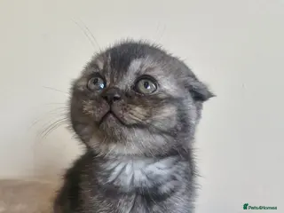 Scottish Fold cats Scottish Fold Kittens – Home Raised, Ready Soon 🐾 - Advert 6