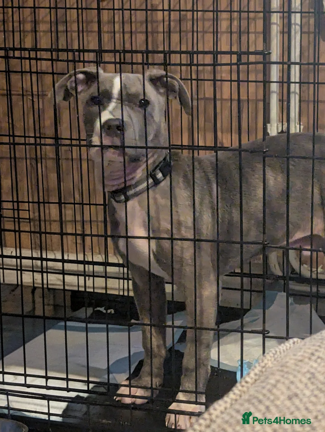 Mixed Breed dogs for sale: Mixed breed brindle blue and lilac pup - Advert 2