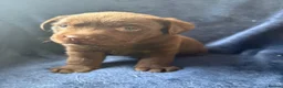 Labrador Retriever dogs for sale: READY NOW 1 Male Chocolate Labrador Puppy - Advert 18