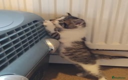 Mixed Breed cats for sale: Lovely Bengal x kittens for sale. - Advert 7