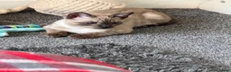 Bengal cats for sale: Seal Solid Silver Mink Bengals ❤️ - Advert 13