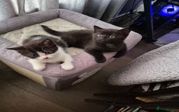 Persian cats for sale: Half persian fluffy kittens - Image 2