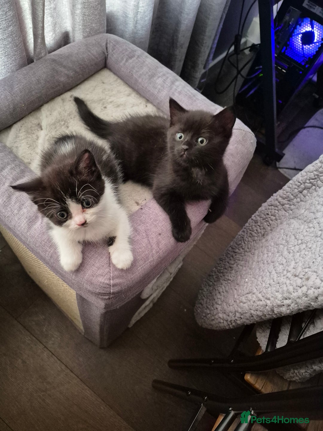 Persian cats for sale: Half persian fluffy kittens - Image 2