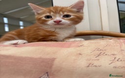 Mixed Breed cats for sale: Ginger Male Kitten -£220 - Image 10