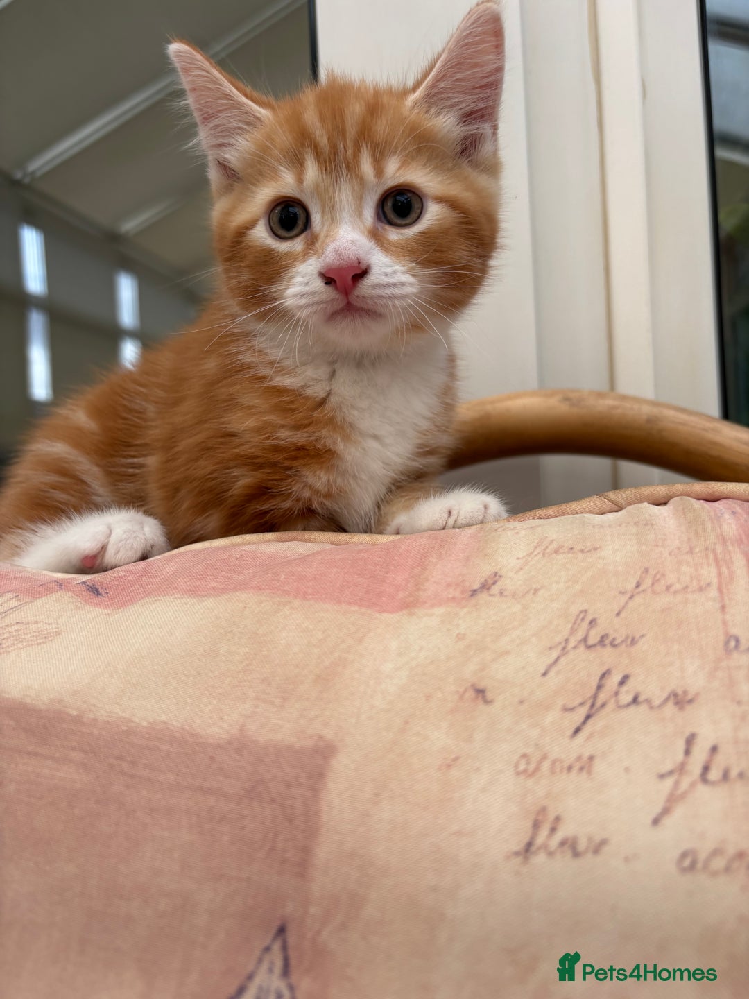 Mixed Breed cats for sale: Ginger Male Kitten -£220 - Image 10