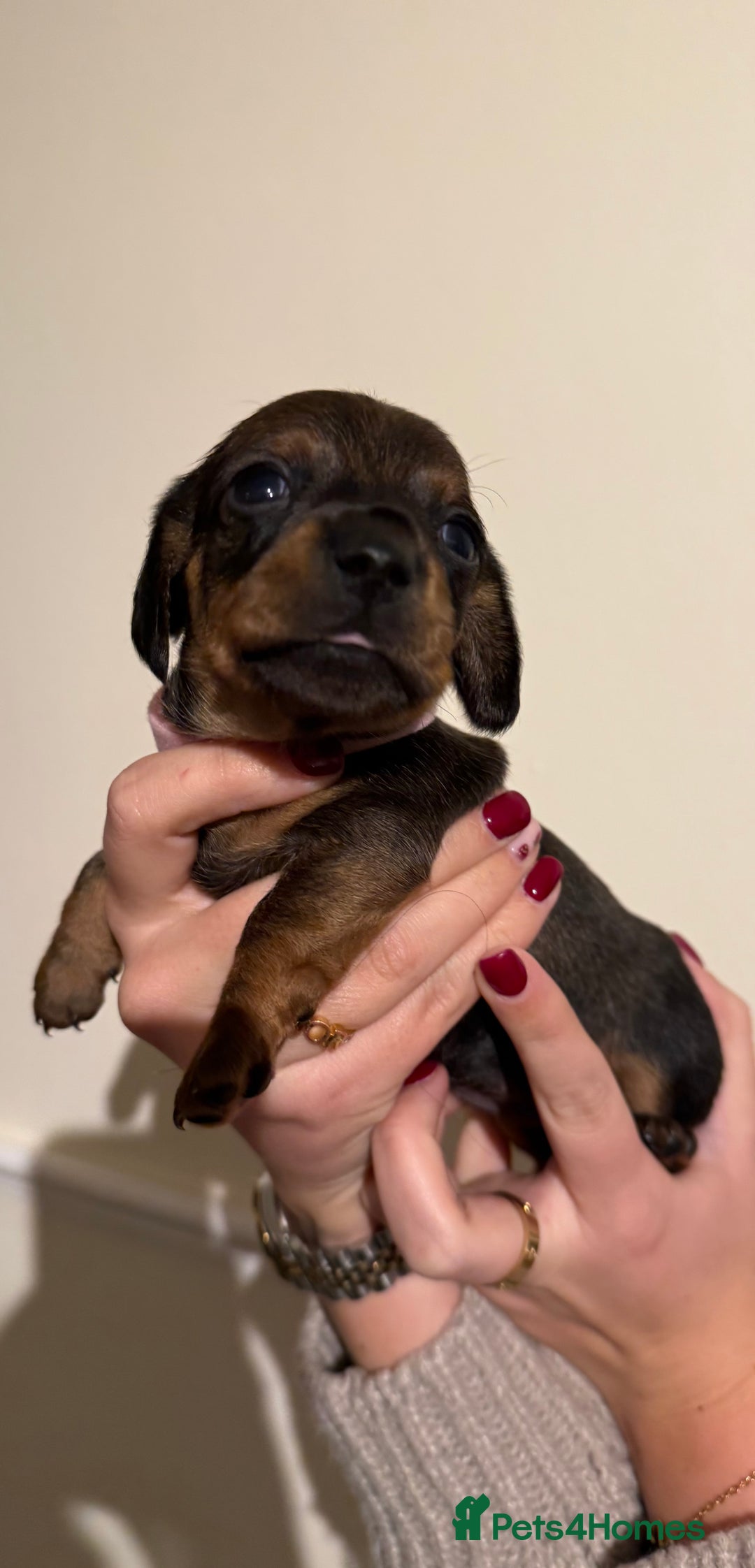 Dachshund dogs for sale: Dachshund puppies for sale  - Image 9