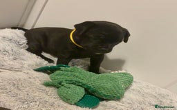 Staffordshire Bull Terrier dogs for sale: Floyd & Sky - Advert 4