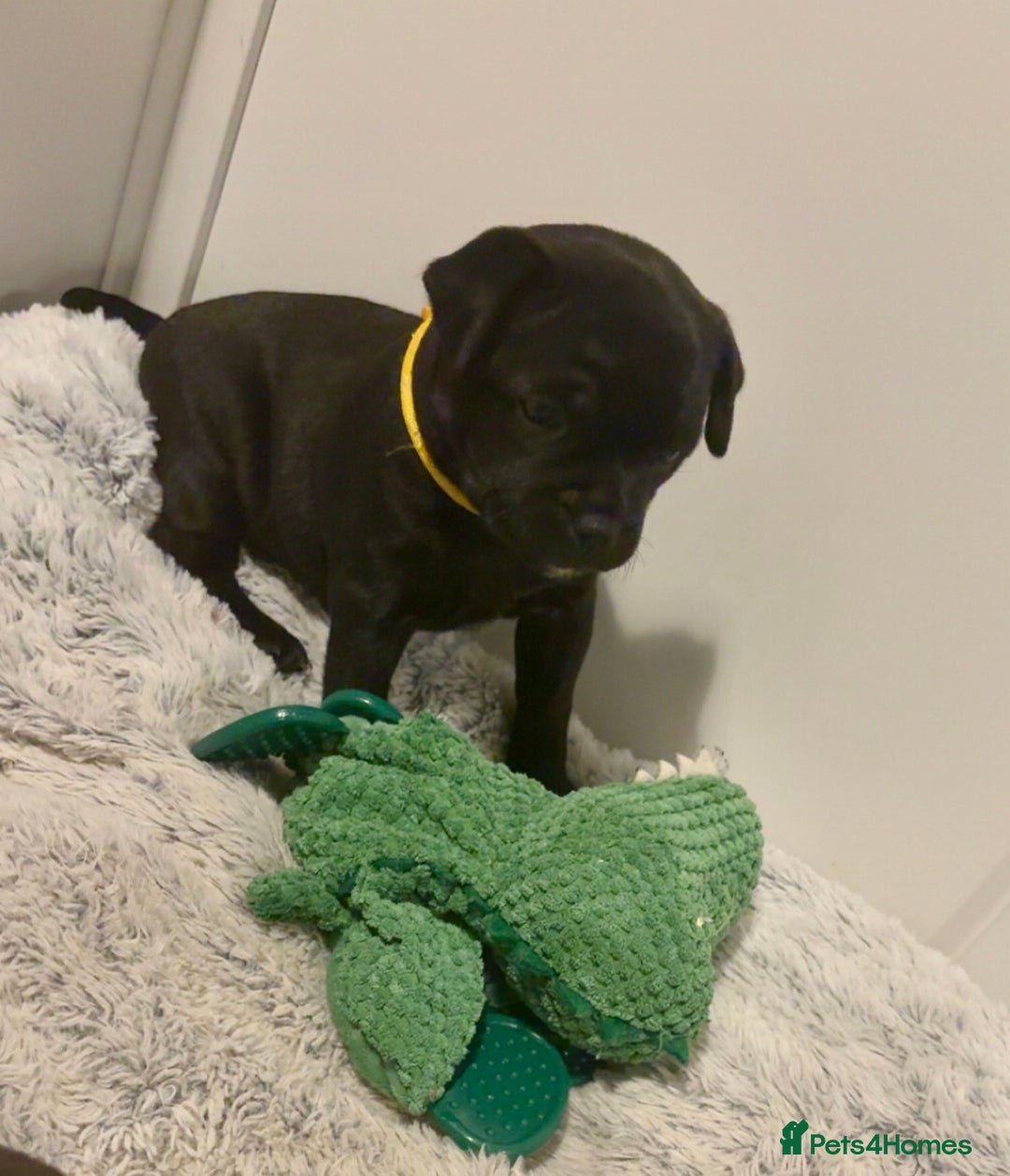 Staffordshire Bull Terrier dogs for sale: Floyd & Sky - Advert 4