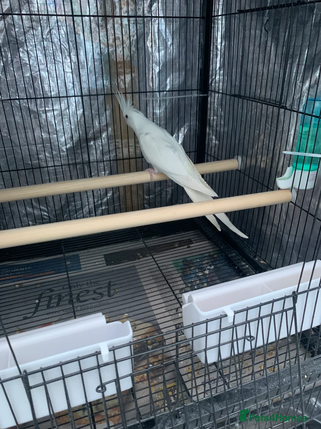 Cockatiels birds for sale: Cockatiel birds for sale - Advert 3