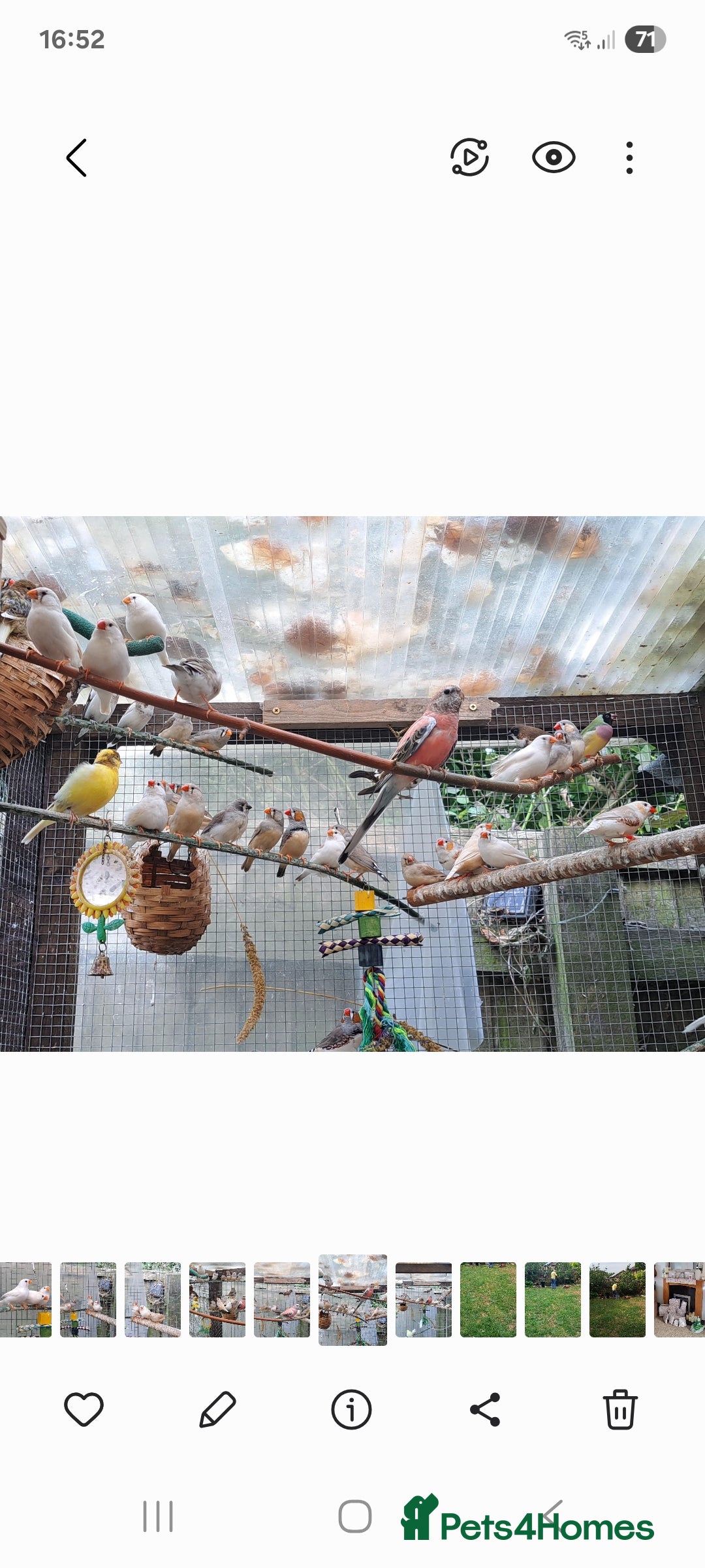 Finches birds for sale: Zebra Finch - Image 6