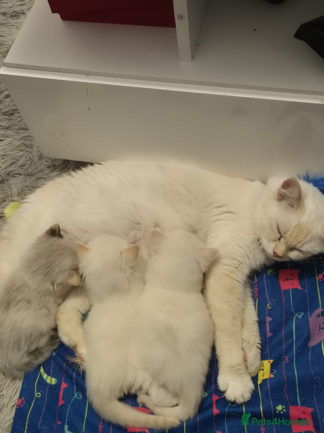 Ragdoll cats for sale: Pure ragdolls 2 flame point and 1 rare mink tortie - Image 2