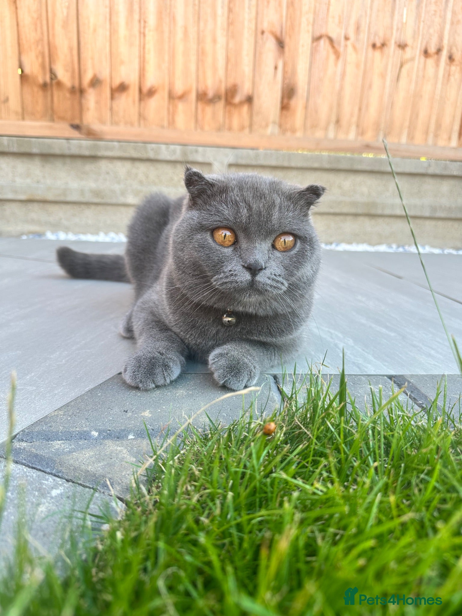 Mixed Breed cats Scottish fold X  - Advert 11