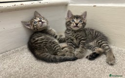 Bengal cats for sale: 4 Bengal cross kittens  - Image 11