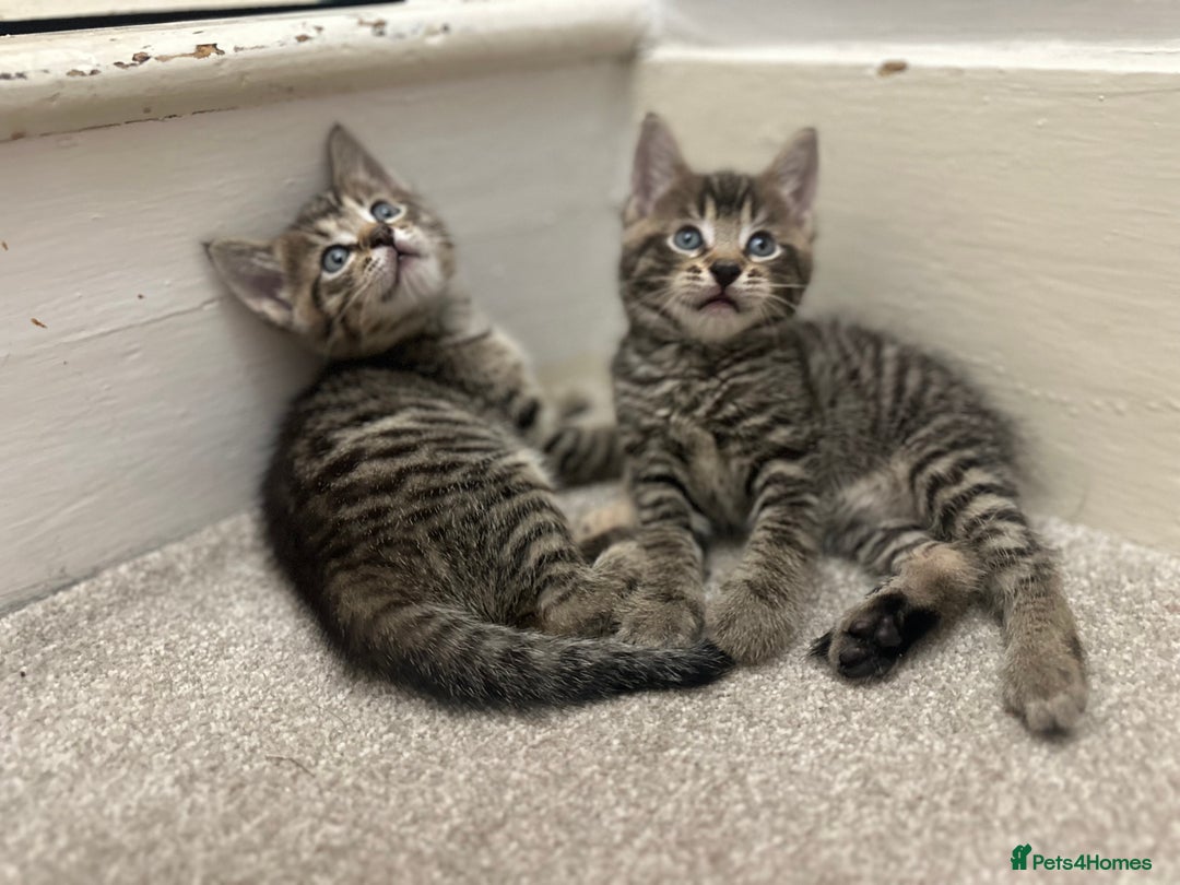 Bengal cats for sale: 4 Bengal cross kittens  - Image 11