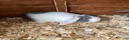 Mini Lop rabbits for sale: Purebred mini lops  - Advert 2