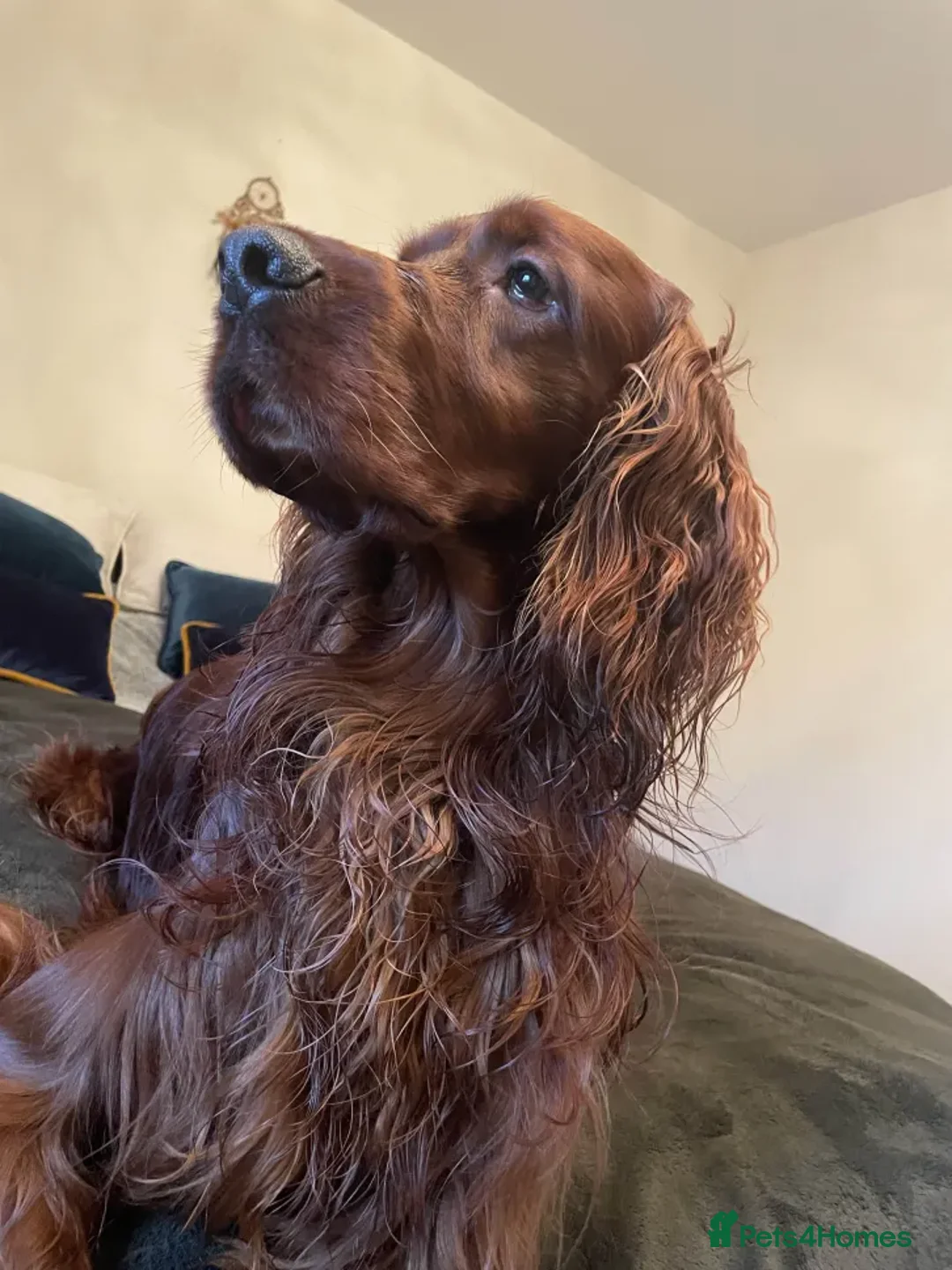 Irish Setter dogs for stud: Looking to breed My Irish Setter Pedigree - Advert 4