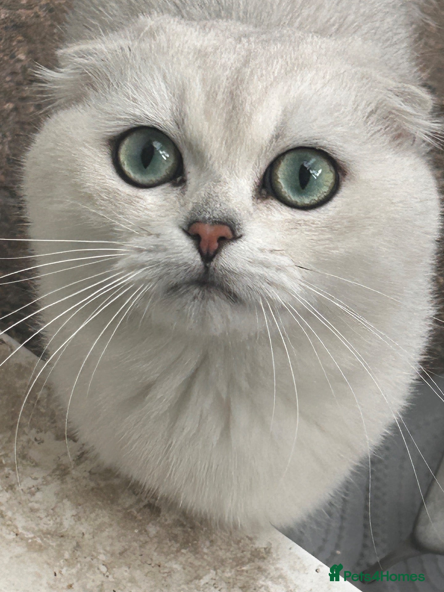 Scottish Fold cats Scottishfold male - Advert 1
