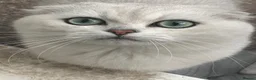 Scottish Fold cats for sale: Scottishfold male - Advert 1