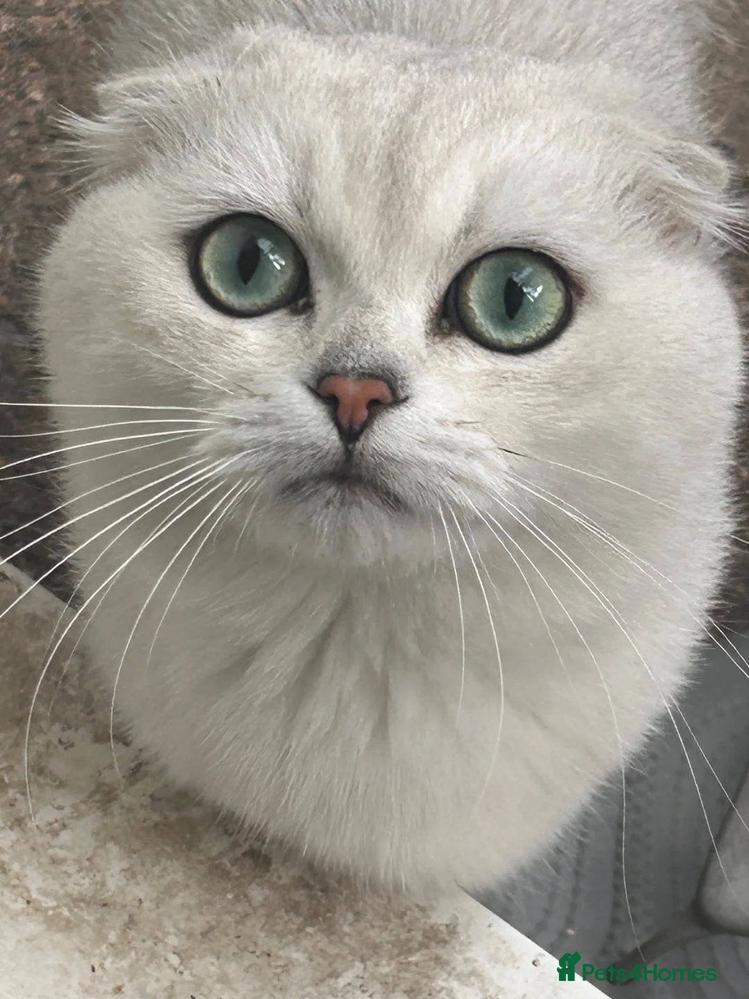 Scottish Fold cats for sale: Scottishfold male - Advert 1