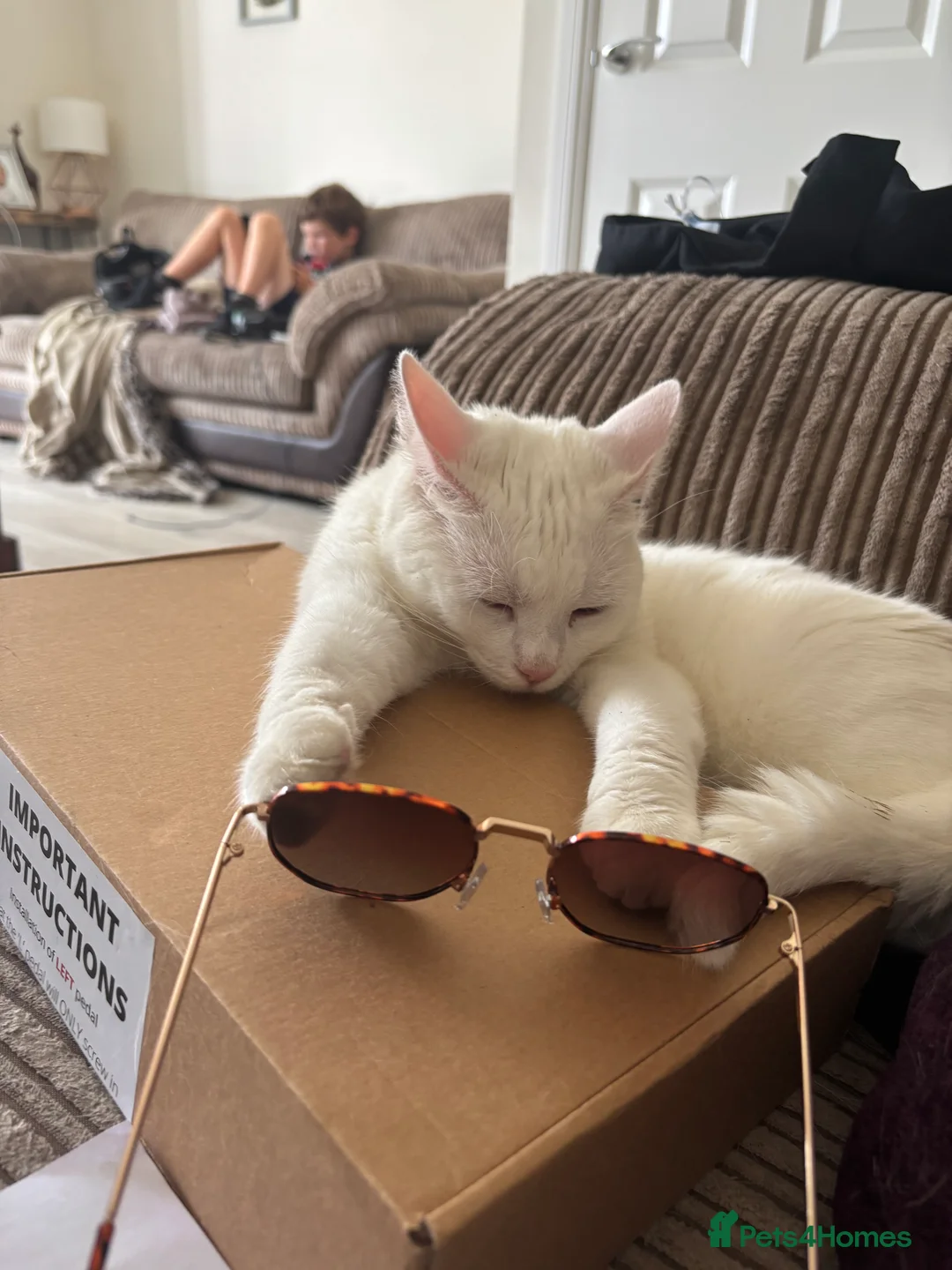 Mixed Breed cats for sale: Daisy- 18 months  - Advert 5