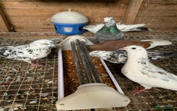 Pigeons birds for sale: Splashed Pigeons - 2025 Birds - Image 4
