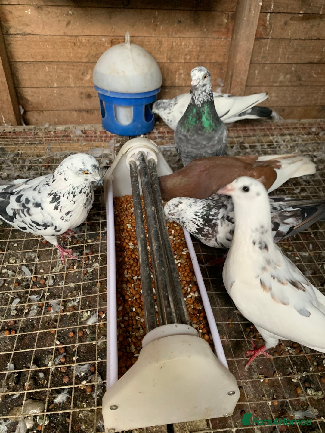 Pigeons birds for sale: Splashed Pigeons - 2025 Birds - Image 4