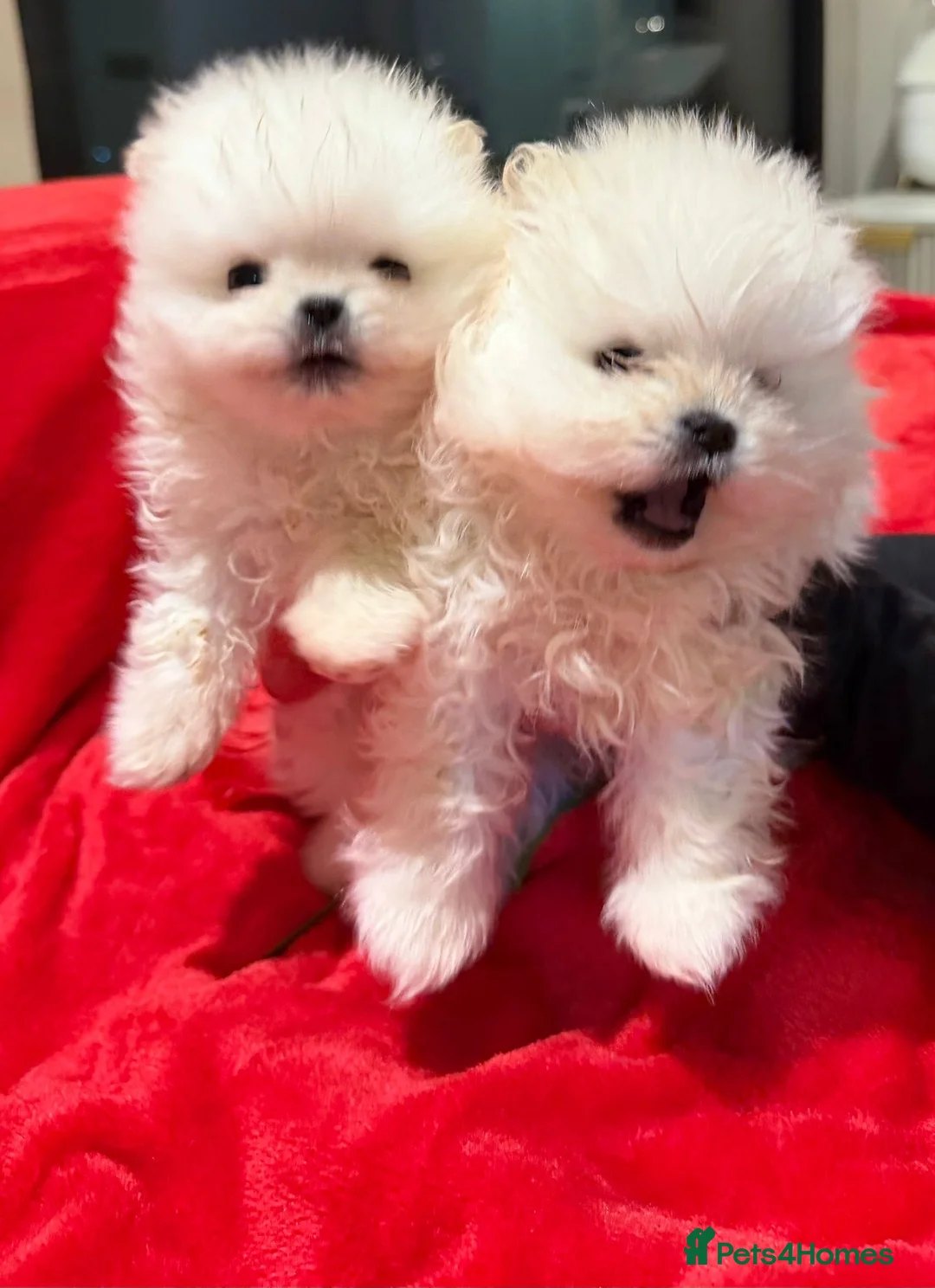 Pomeranian dogs for sale: 2 mini Pomeranian boys for sale  - Advert 9