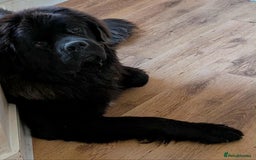 Mixed Breed dogs for sale: 🐾Loving Home Wanted – Newfoundland x St Bernard🐾 - Image 5